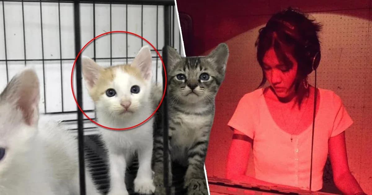 ขีดเส้นตาย 29 ต.ค. ‘ดีเจซัน’ ต้องไปรับทราบข้อกล่าวหาฆ่าแมว ก่อนถูกออกหมายจับ