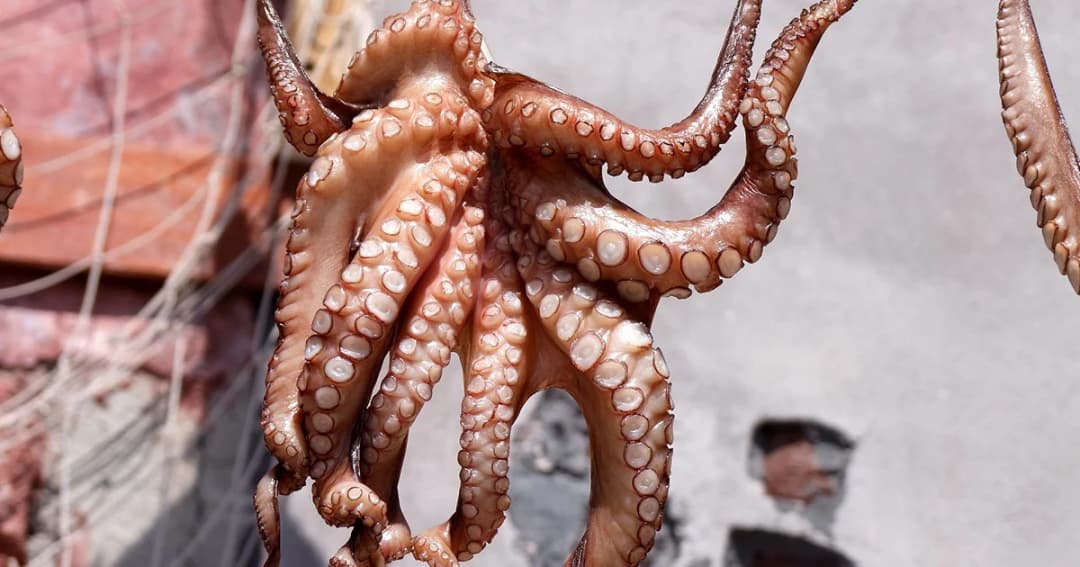 กรมการค้าต่างประเทศชี้แจง กรณีไทยเปิดให้นำเข้าปลาหมึกจากเมียนมา ตามพันธกรณี AFTA