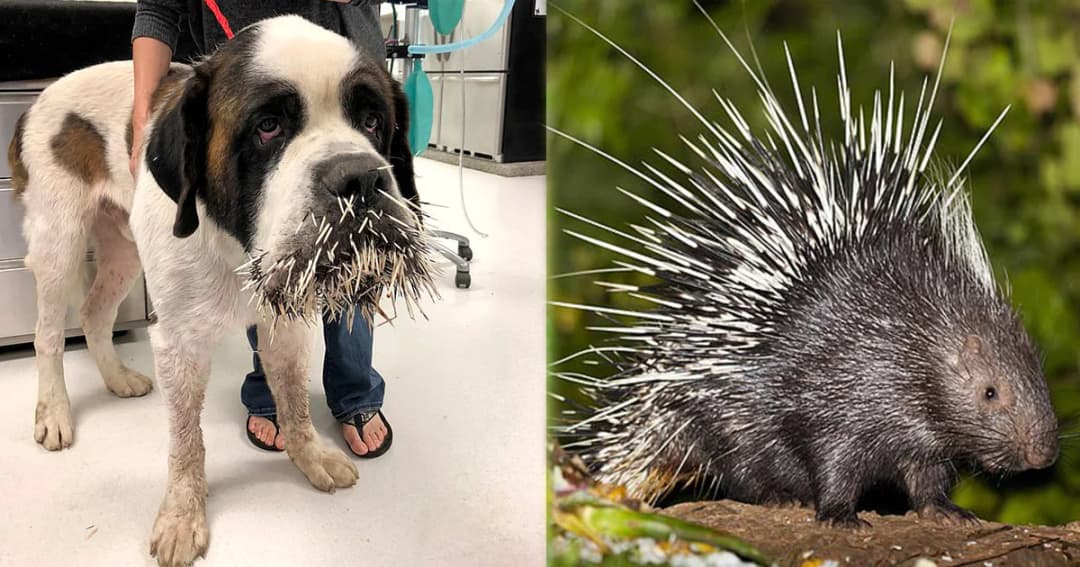 สุนัขเซนต์ เบอร์นาร์ด ถูกเม่นปล่อยขนใส่เต็มหน้า