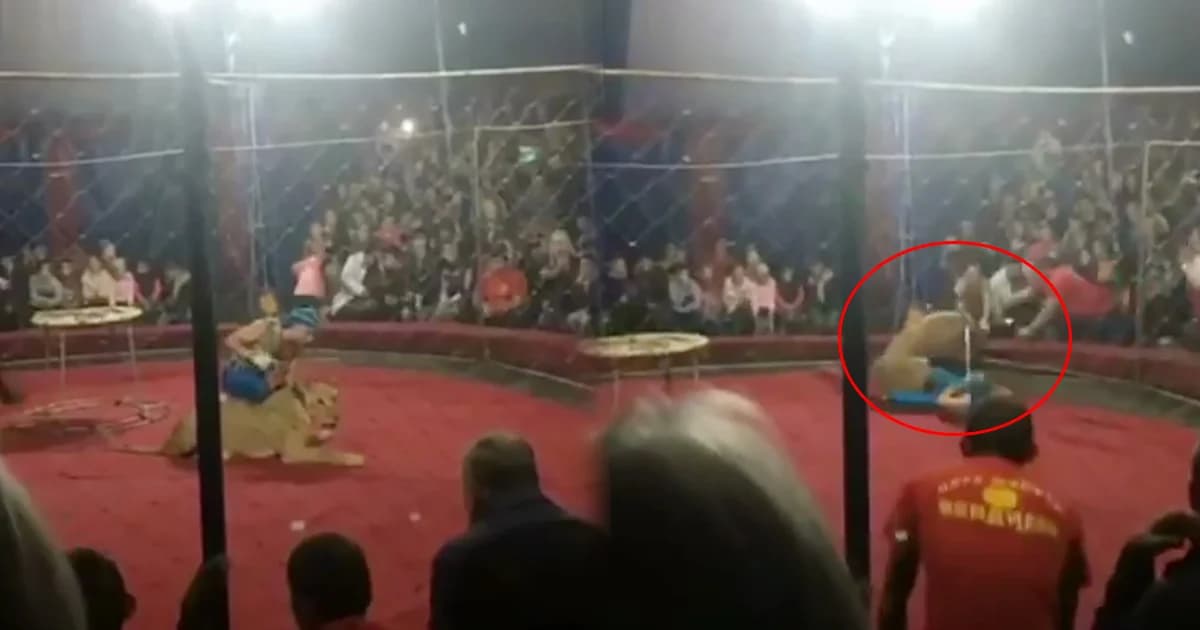 ช็อก! สิงโตคณะละครสัตว์ในรัสเซีย พุ่งขย้ำ ด.ญ. 4 ขวบ เจ็บหนัก