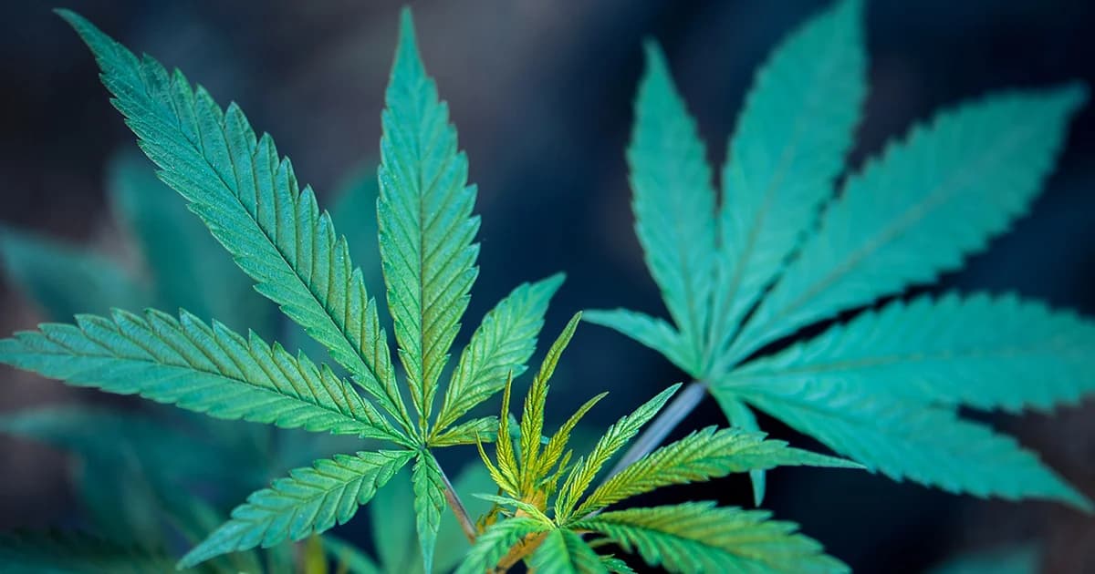 สนช.คาดปลดล็อกกัญชา-กระท่อมทันก่อนหมดวาระ