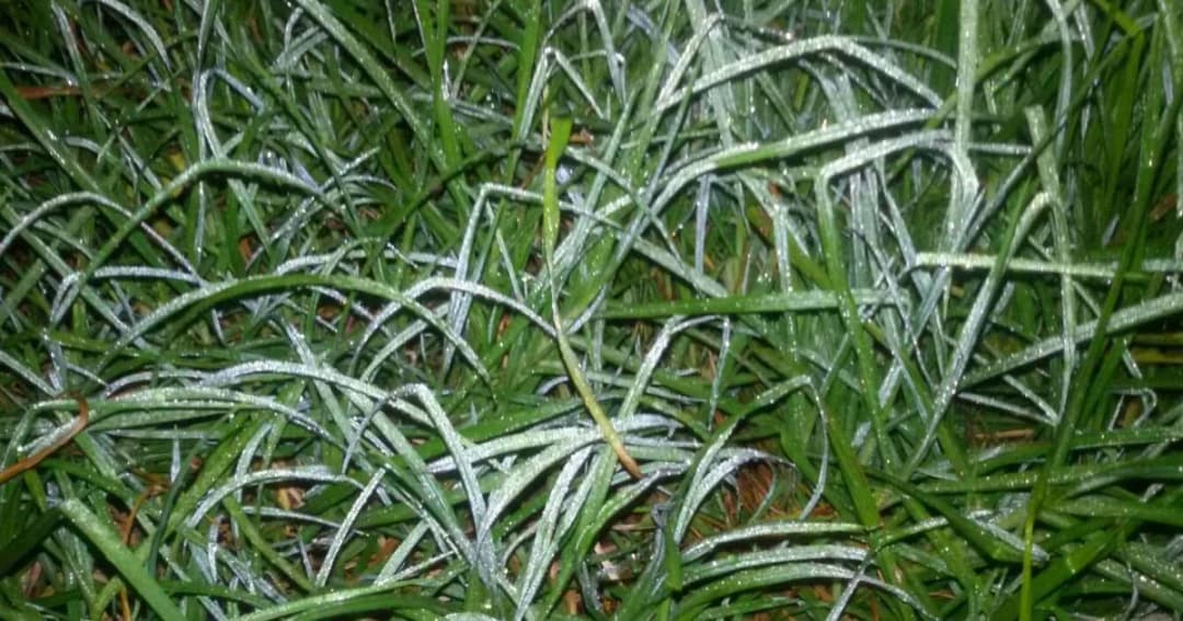 “เหมยขาบ” ของฤดูหนาวปี’ 61 ปรากฏแล้วบนยอดดอยอินทนนท์