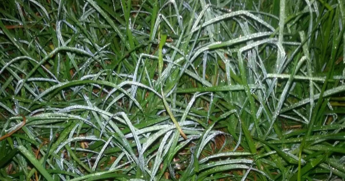 “เหมยขาบ” ของฤดูหนาวปี’ 61 ปรากฏแล้วบนยอดดอยอินทนนท์