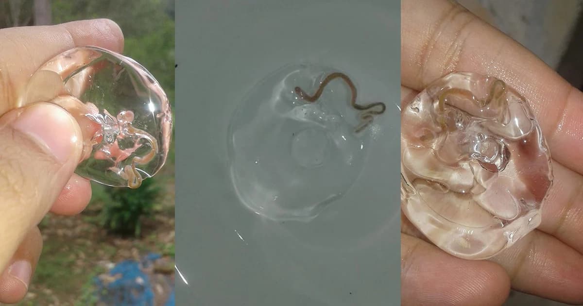 ผู้บริโภคผวา! พบพยาธิปะปนกับ ‘น้ำแข็งหลอด’ ร้องตรวจสอบคุณภาพ