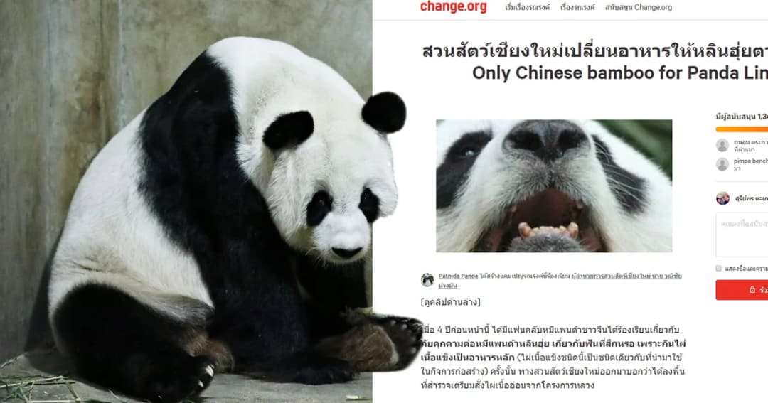 เปิดแคมเปญ ‘ช่วยหลินฮุ่ยเลิกฟันผุ’ หลังกินไผ่เนื้อแข็งมานาน ผอ.เตรียมชี้แจงพรุ่งนี้