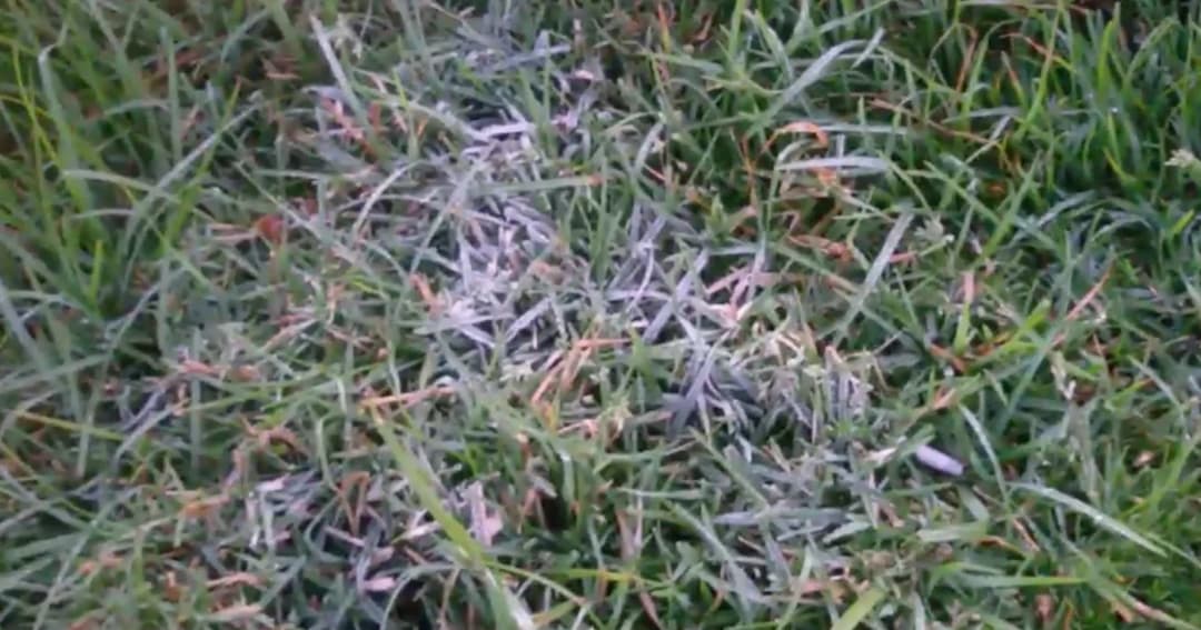 ดอยอินทนนท์หนาวจัด ‘เหมยขาบ’ อวดโฉม ต่อเนื่องเป็นวันที่ 2