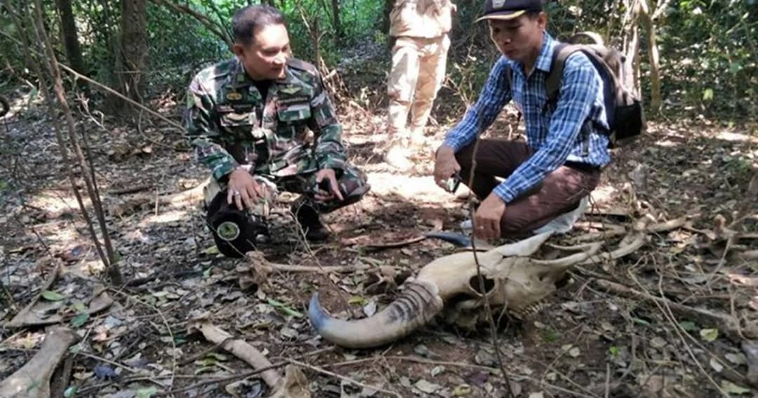 จนท.ป่าไม้ พบซากกระทิงกลางป่าทับลาน คาดตายมาแล้ว 3 เดือน