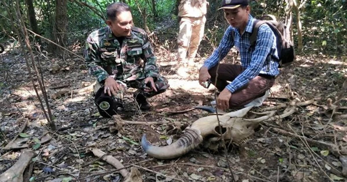 จนท.ป่าไม้ พบซากกระทิงกลางป่าทับลาน คาดตายมาแล้ว 3 เดือน