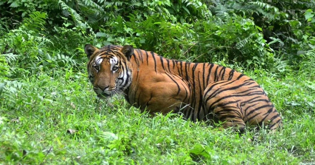 เสือกินคน 13 ศพในอินเดียถูกยิงตายแล้ว