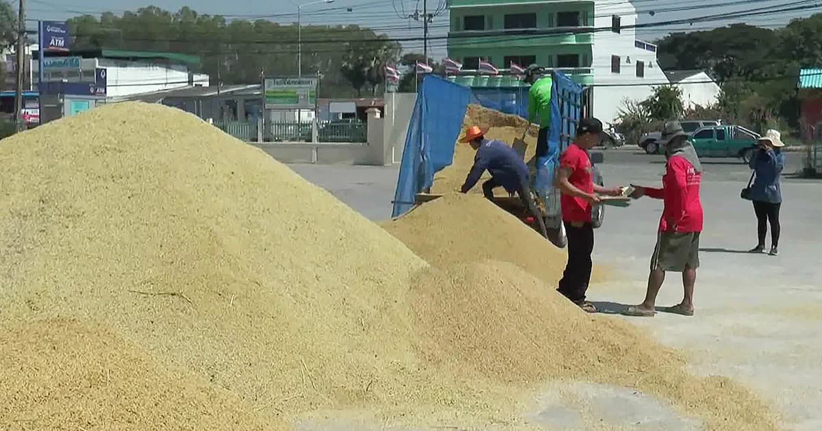 แล้งหนัก! ทำราคาข้าวเปลือกพุ่งตันละ 1.7 หมื่นบาท ชาวบ้านแห่นำขายโรงสี