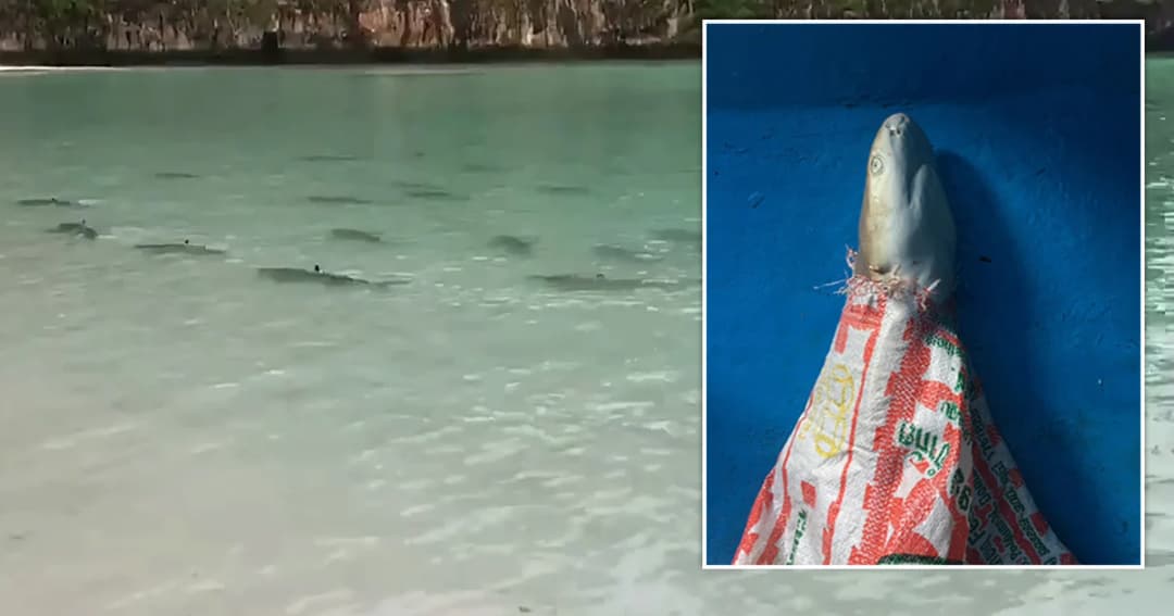 พบซาก ‘ฉลามครีบดำ’ ซุกกระสอบ ลอยหน้าอ่าวมาหยา