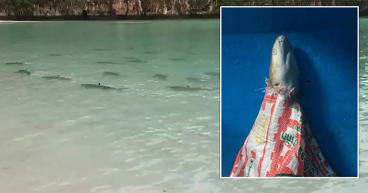 พบซาก ‘ฉลามครีบดำ’ ซุกกระสอบ ลอยหน้าอ่าวมาหยา