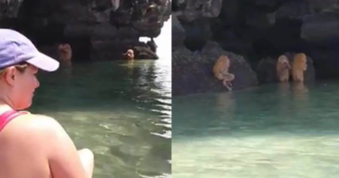 นักท่องเที่ยวต่างชาติงง ! พบฝูงลิงเป่าปี่หน้าถ้ำอ่าวนาง