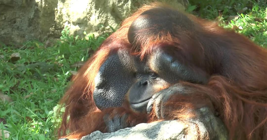 หนาวต่อเนื่อง ! สวนสัตว์เชียงใหม่เร่งเพิ่มฟาง-กระสอบ ช่วยสัตว์อบอุ่น  