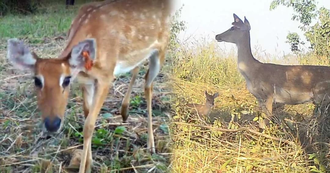 “ละอง-ละมั่ง” คืนป่าพนมดงรักแล้ว สัญญาณดี ! พบตกลูกเองเมื่อ 2 พ.ย.