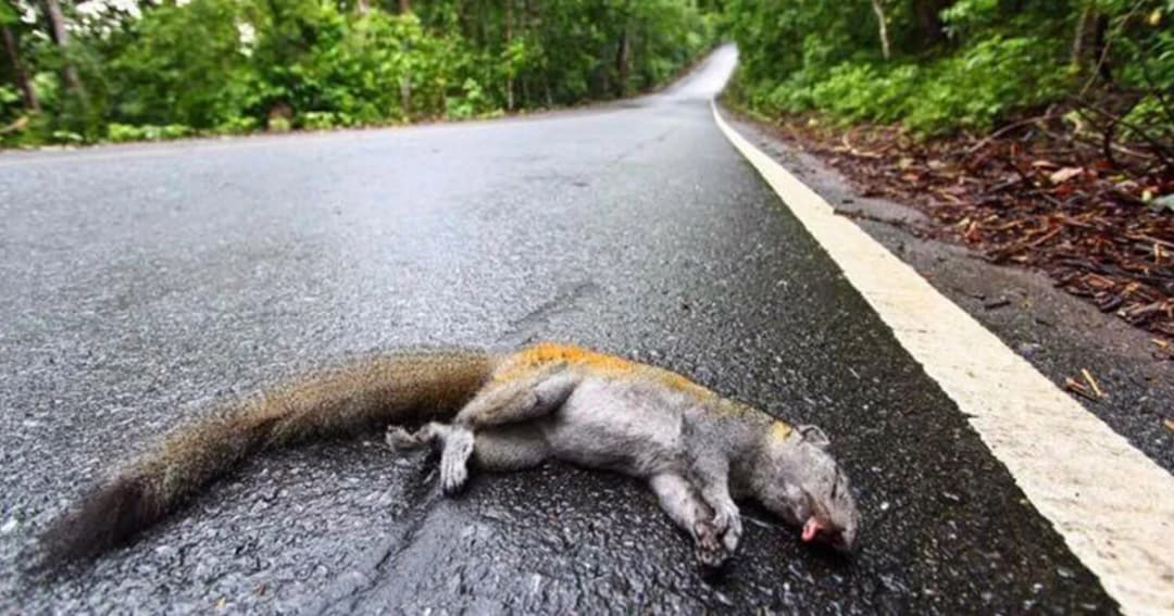 รองอธิบดีกรมอุทยานฯ ยืนยันยังจำเป็นต้องปรับปรุงถนนพะเนินทุ่ง