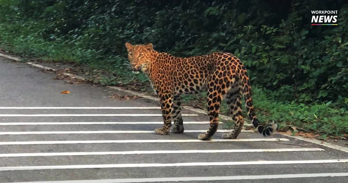 พบ “เสือดาว” เดินบนถนนบ้านกร่าง สะท้อนความอุดมสมบูรณ์ผืนป่าแก่งกระจาน
