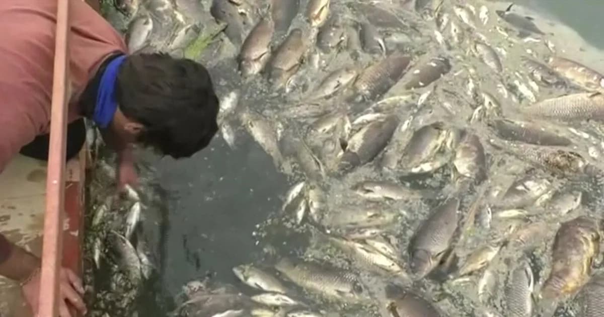 ผู้เลี้ยงรายได้หาย “ปลาปุ้มปุ้ย” ตายยกกระชังกว่าแสนตัว