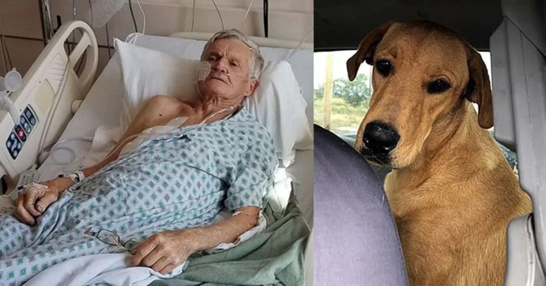 คุณปู่วอนชาวอเมริกันอย่าด่าหมา หลังถูกทำปืนลั่นใส่เกือบตาย