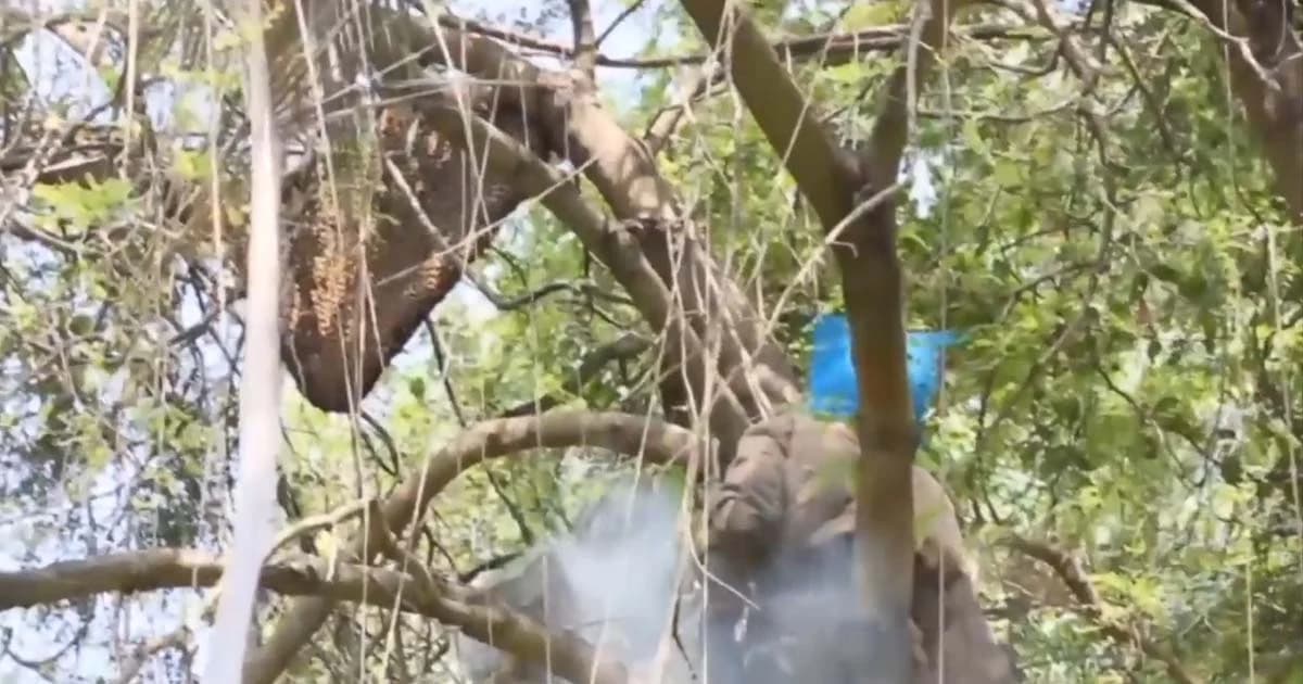 ภูมิปัญญาตัดรังผึ้งไม่ถูกต่อย เคล็ดเฉพาะตัวได้แล้วอย่าเอามาหมด