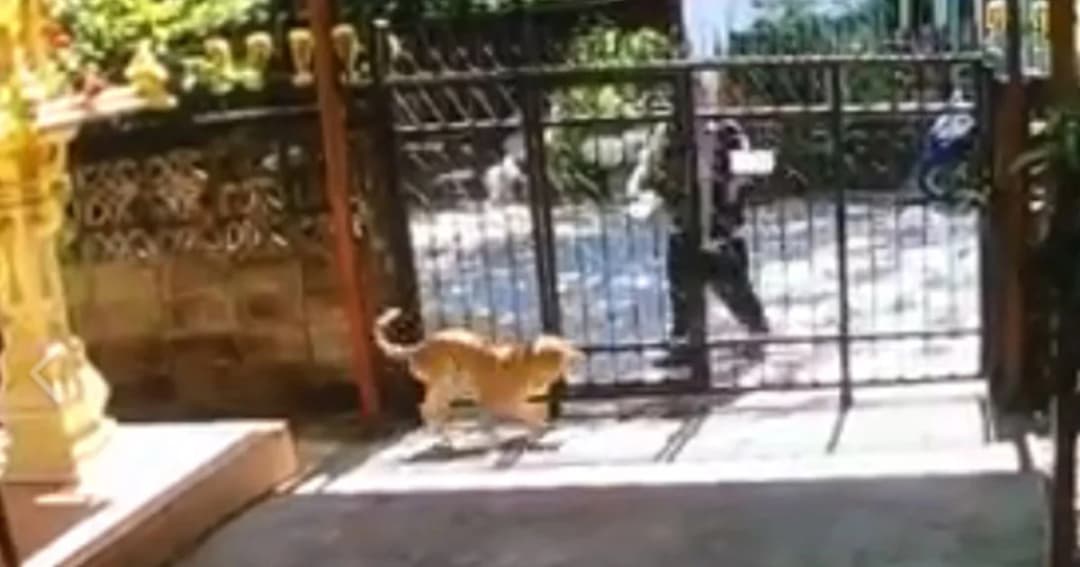 เปิดคลิป ! ชายสาดน้ำกรดใส่หมา ชาวเน็ตถามจิตใจทำด้วยอะไร