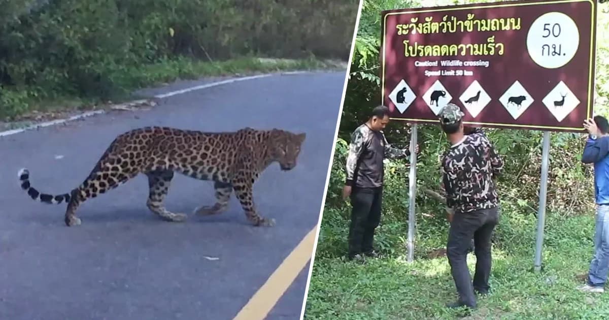 จัดชุดลาดตระเวน-ติดตั้งกล้องคุ้มครองสัตว์ป่าป้องกันนักล่าหลังพบ “เสือดาว”