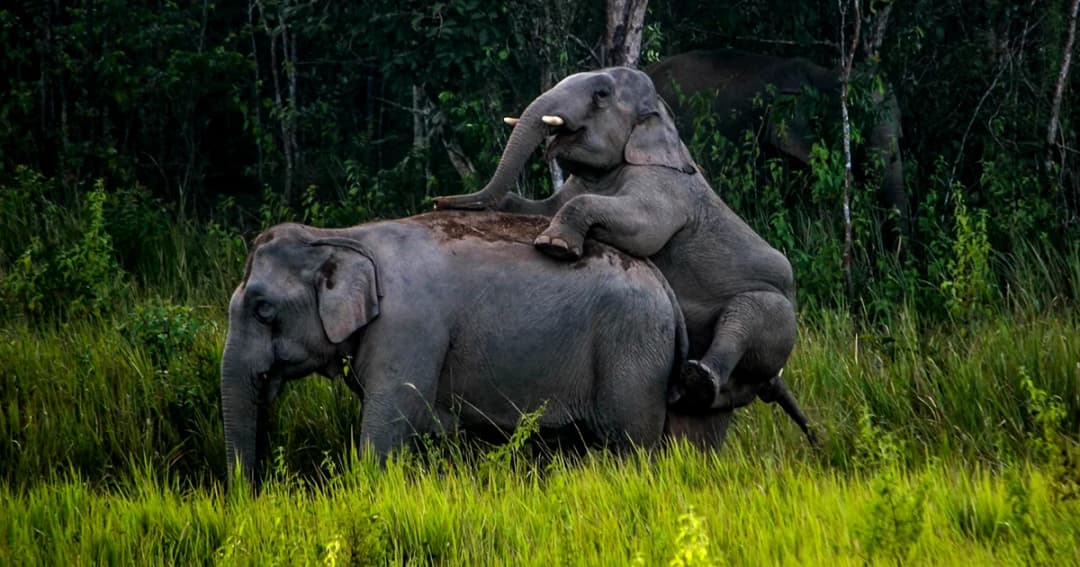 โขลงช้างป่าเขาใหญ่กว่า 20 ตัว โผล่กินโป่ง โชว์ประลองกำลัง อวดตัวเมีย