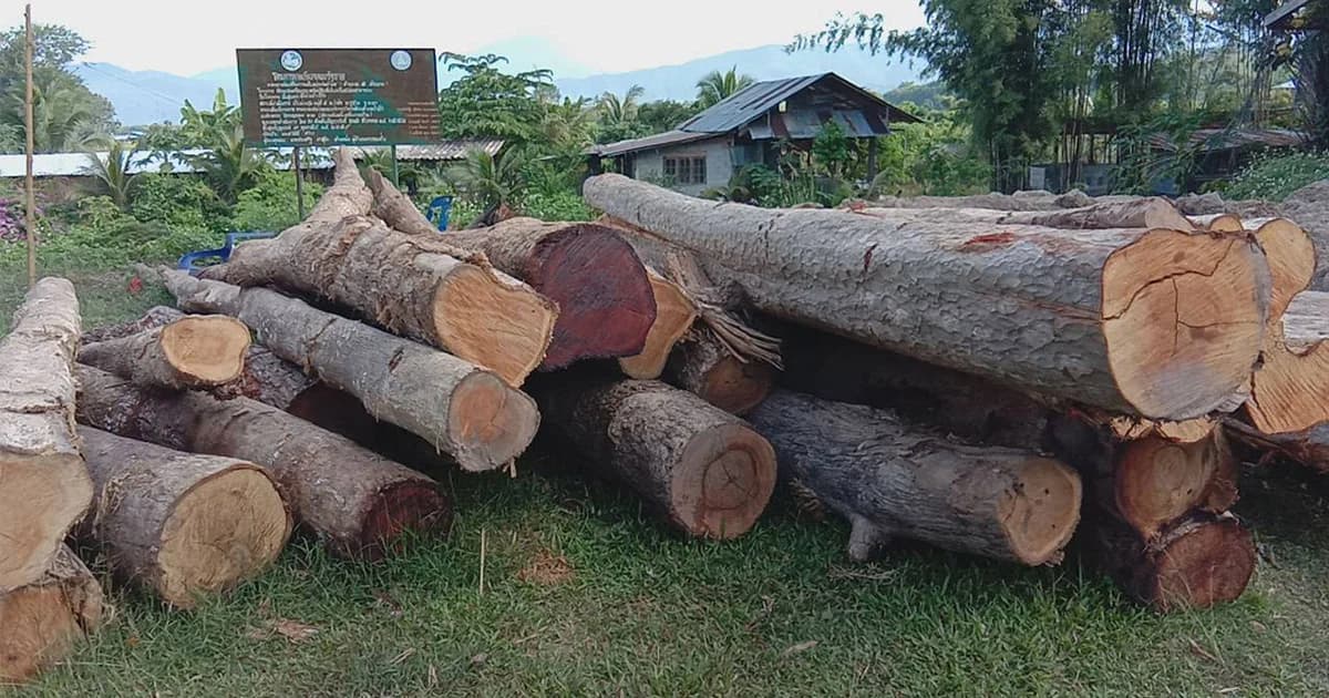 ท้าทาย ผู้ว่าฮีโร่ ! ลอบตัดต้นไม้ใหญ่กว่าร้อยต้น ในที่สาธารณะ สร้างตลาดนัด