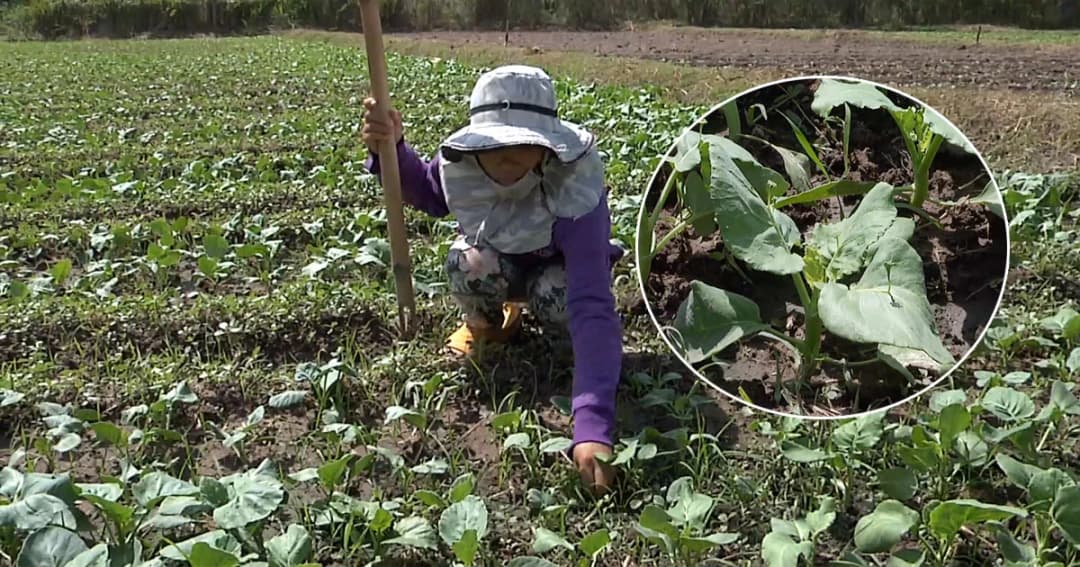 คะน้าราคาพุ่ง ! กิโลกรัมละ 40 บาท เกษตรกรแห่ปลูกหลังเกี่ยวข้าวนาปีเสร็จ