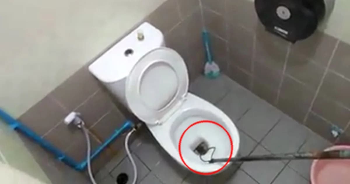 ภัยใกล้ตัว ! งูเหลือมโผล่ชักโครก กัดอัณฑะหนุ่มเลือดสาด