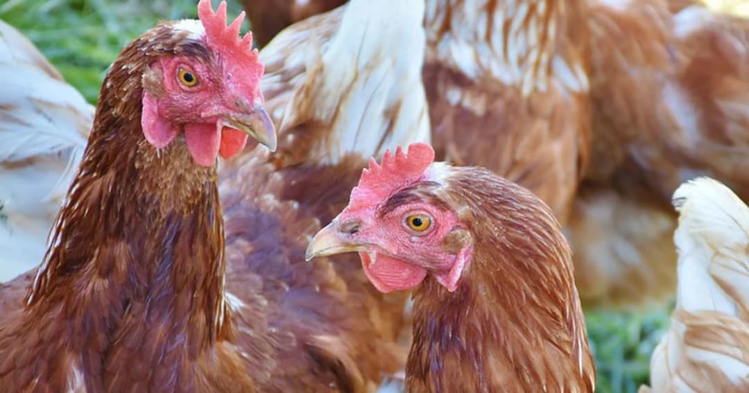 ราชกิจจาฯ ชะลอนำเข้าสัตว์ปีกจาก สปป.ลาว 90 วัน-หลังH5N1ระบาด