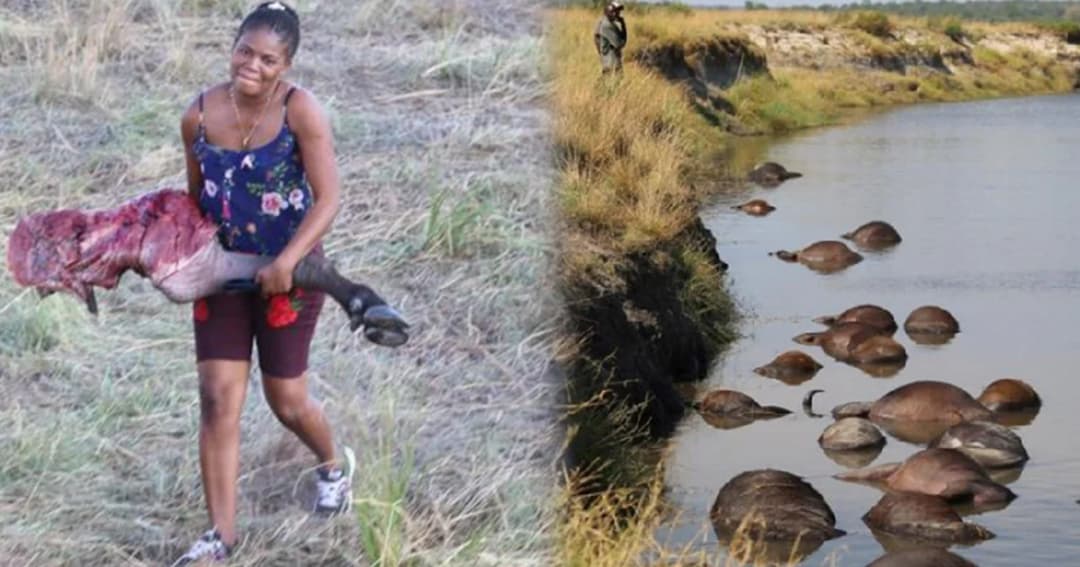 กลัวสิงโต! ฝูงควายแอฟริกาวิ่งเตลิดลงน้ำเหยียบกันตายกว่า 400 ตัว