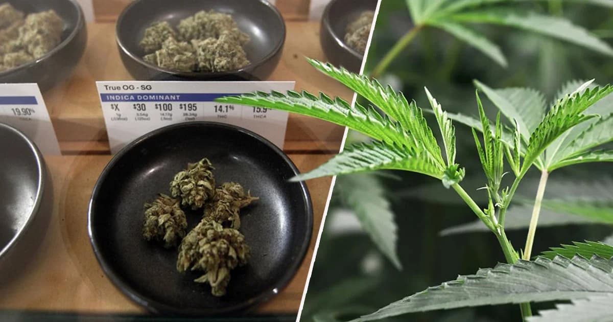 รัฐบาลขอเวลา 30 วัน พิจารณาร่าง กม.ปลดล็อกกัญชา