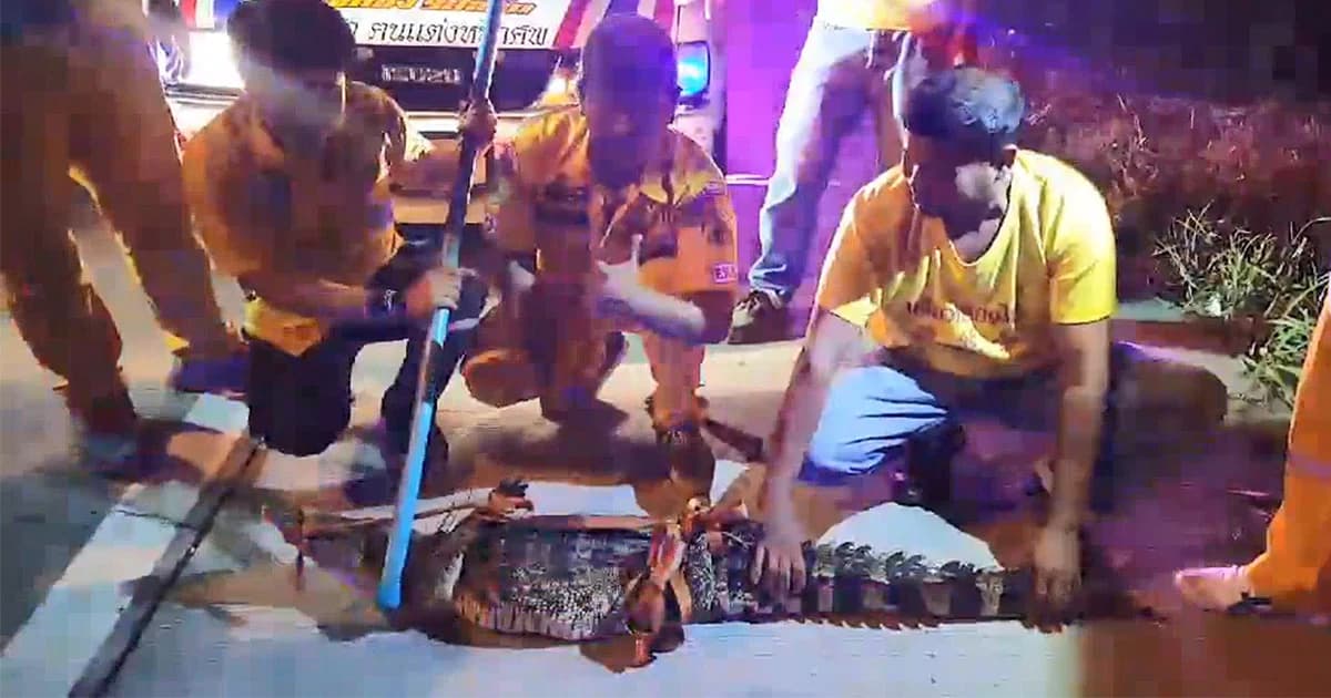 พบ “จระเข้” ขนาดเกือบ 2 เมตร กลางถนน ! กู้ภัยไล่จับอุตลุด