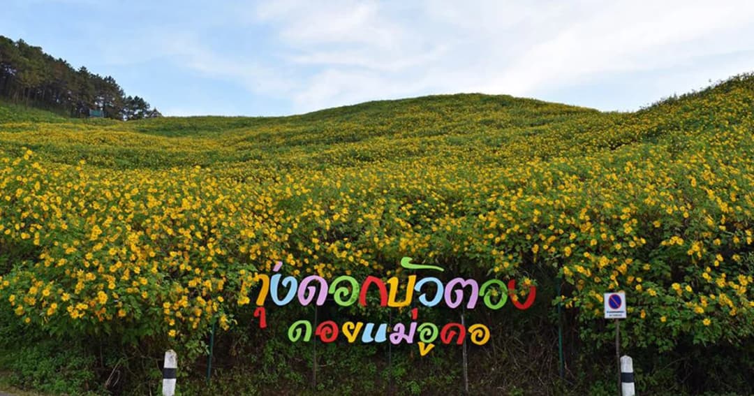 หนาวนี้ต้องขึ้นเหนือ ชมทุ่งบัวตองดอยแม่อูคอ และขึ้นบอลลูนลอยฟ้า