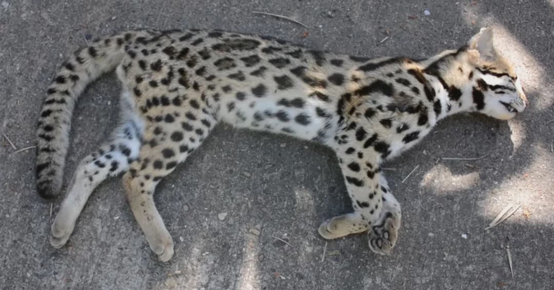 สลด! แมวดาว เข้าเมืองหาของกินถูกรถชนดับริมถนน