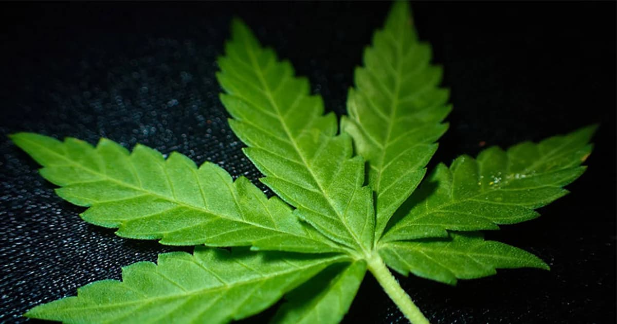 อ.แพทย์จุฬาฯ ชี้ ขัดกฎหมาย ! กรมทรัพย์สินทางปัญญา ให้ต่างชาติยื่นจดสิทธิบัตรกัญชา