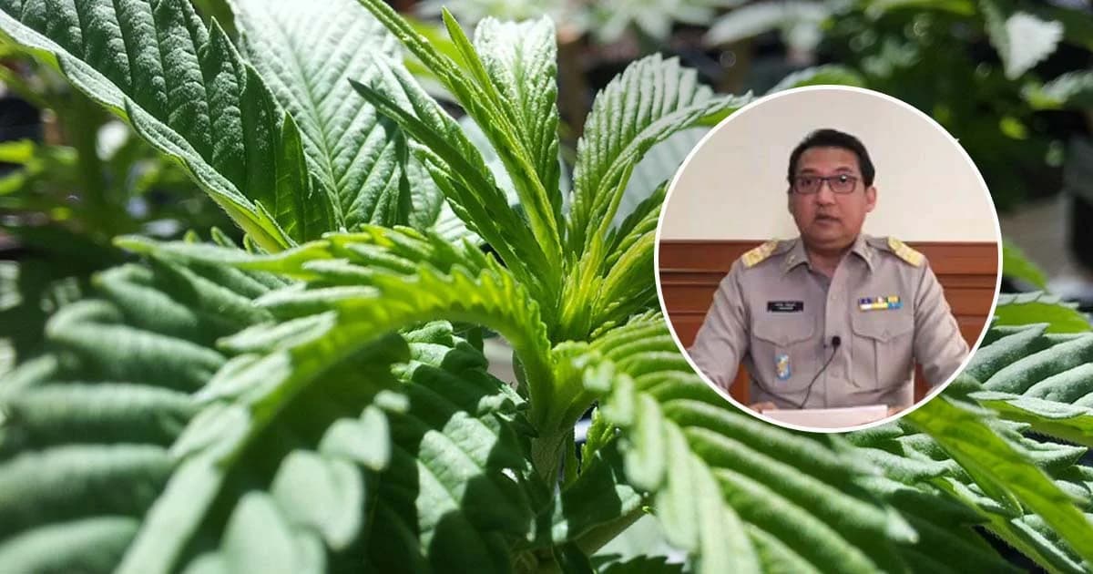 กรมทรัพย์สินทางปัญญา ยืนยัน ไม่ให้สิทธิบัตรสารสกัดกัญชา