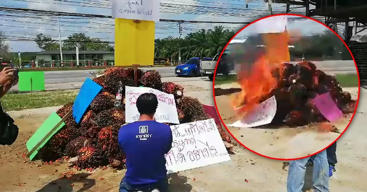 เผาปาล์มประท้วง! ชาวสวนกระบี่ ร้องราคาปาล์มตกต่ำ จี้รัฐแก้ปัญหา