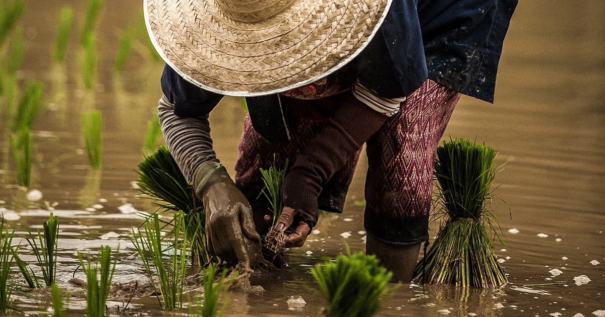 ธ.ก.ส.เร่งจ่ายเงินปรับปรุงคุณภาพข้าวให้เกษตรกร ไร่ละ 1,500 บาท