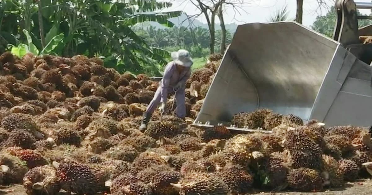 พาณิชย์เสนอ แก้ปัญหาราคาปาล์มน้ำมันตกต่ำทั้งระบบ ต่อที่ประชุม ครม.วันนี้