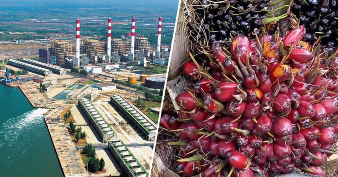 กฟผ.นำน้ำมันปาล์มดิบ 1.6 แสนตันผลิตไฟฟ้า ช่วยเกษตรกรแก้ราคาผลปาล์มตกต่ำ