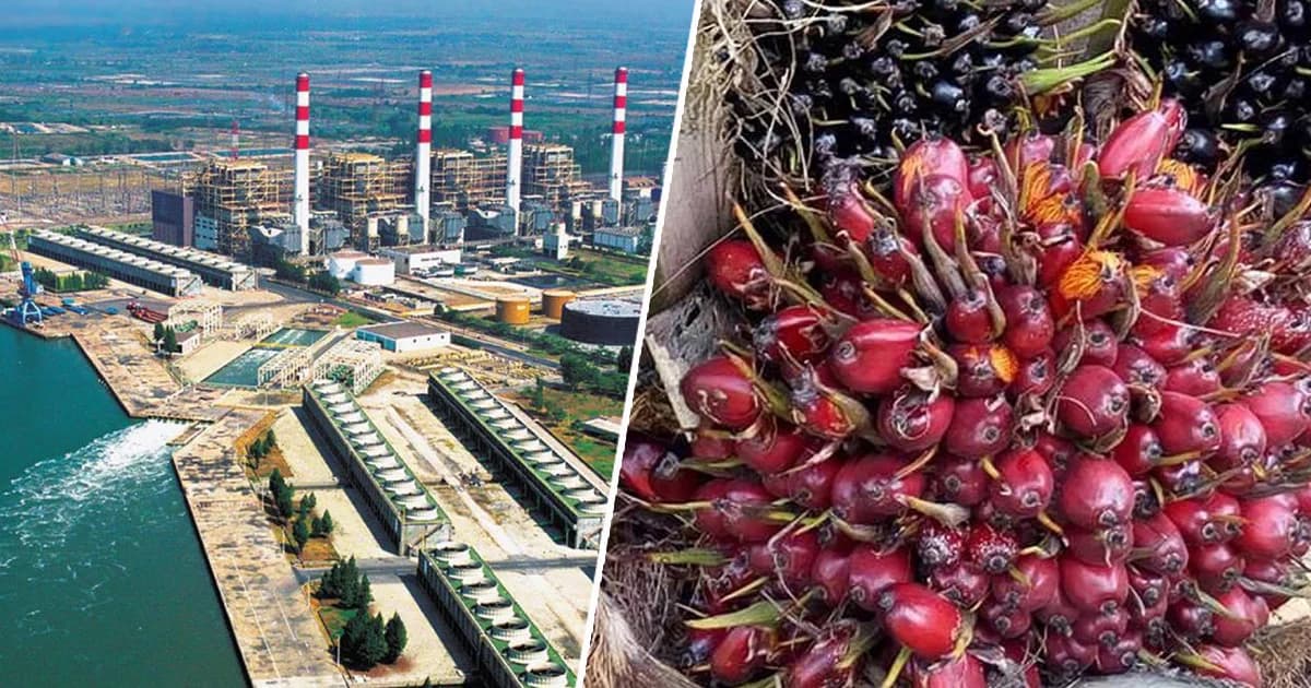 กฟผ.นำน้ำมันปาล์มดิบ 1.6 แสนตันผลิตไฟฟ้า ช่วยเกษตรกรแก้ราคาผลปาล์มตกต่ำ