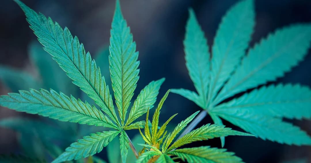 ครม. อนุญาตให้ใช้ ‘กัญชา-กระท่อม’ ทางการแพทย์ได้