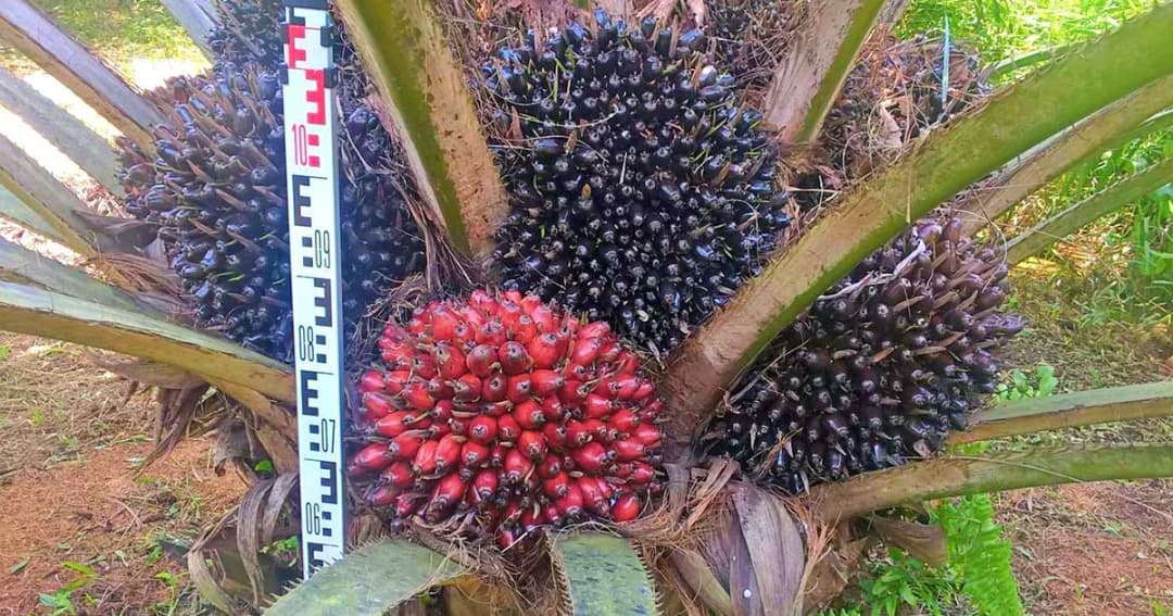 ครม.อนุมัติ 4 มาตรการช่วยราคาปาล์ม คาดแตะ 3.10 บาท/กก.โดยเร็ว-เร่งแก้ราคายางใน 7 วัน