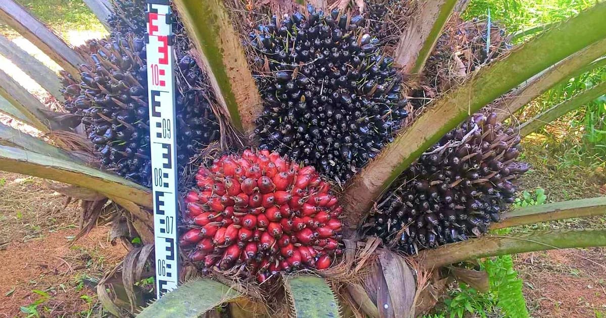 ครม.อนุมัติ 4 มาตรการช่วยราคาปาล์ม คาดแตะ 3.10 บาท/กก.โดยเร็ว-เร่งแก้ราคายางใน 7 วัน