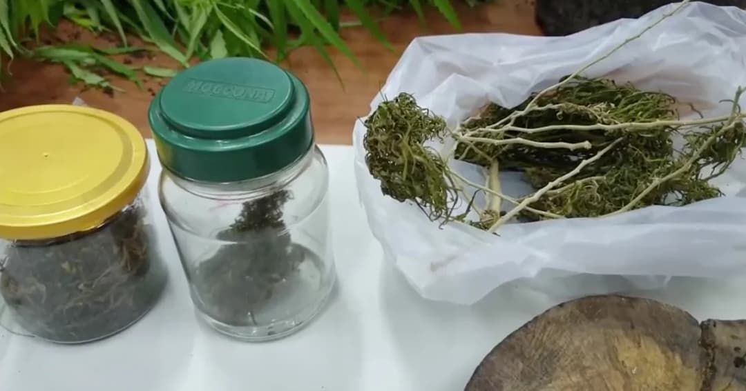 ทลายแหล่งปลูกกัญชาประจวบฯ กว่า 4,000 กรัม ส่งขายผ่านเฟซบุ๊ก