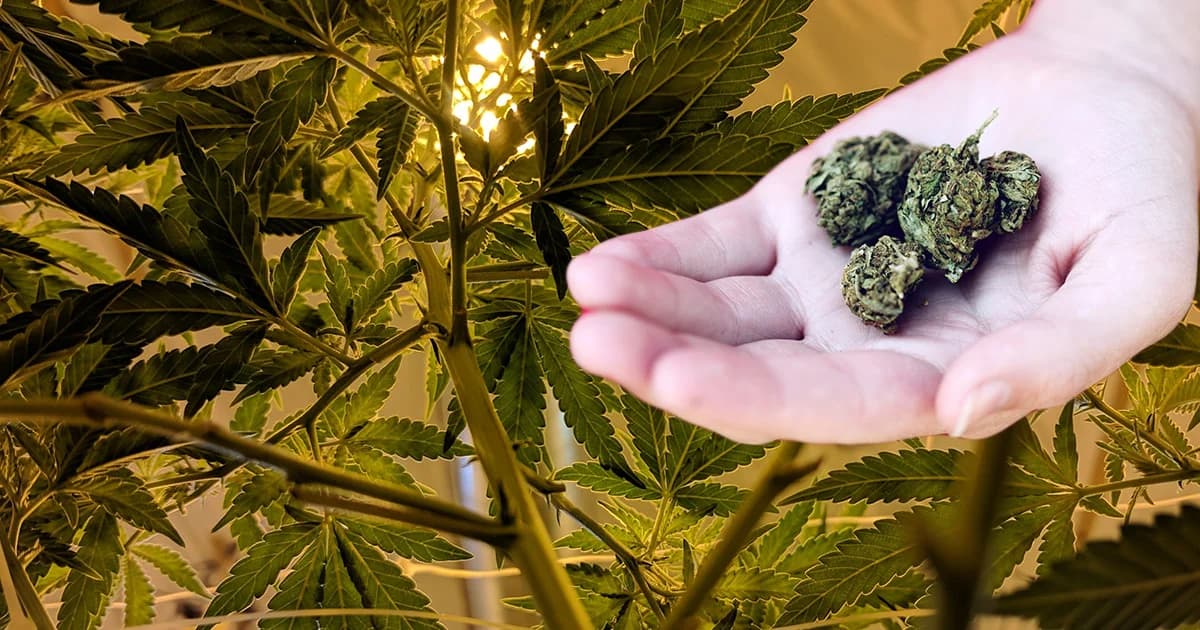 องค์การเภสัช จี้ กรมทรัพย์สินทางปัญญาชี้แจงจดสิทธิบัตรสารสกัดกัญชา 11 คำขอ