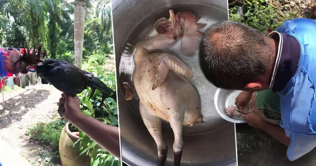 ไก่ชนชะตาขาด ! ขึ้นสังเวียนแพ้ เจ้าของจับแกงกินสมใจ