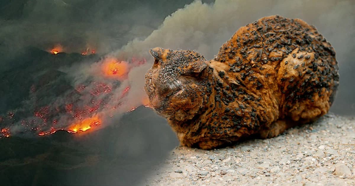 จนท. เร่งช่วยชีวิตสัตว์เลี้ยงหนีไม่ทัน ถูกไฟป่าแคลิฟอร์เนียคลอกตาย